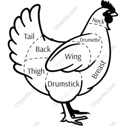 Chicken Anatomy