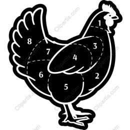Chicken Anatomy