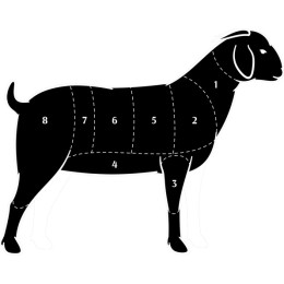 Goat Anatomy