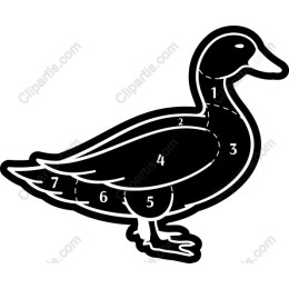 Duck Anatomy