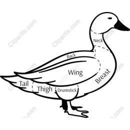 Duck Anatomy