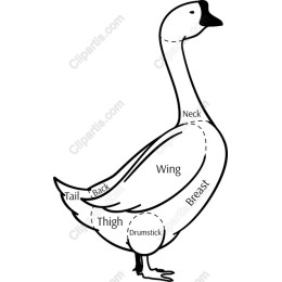 Goose Anatomy