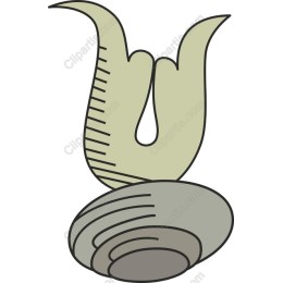 Whimsical Shell