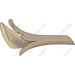 Elegant Leaf