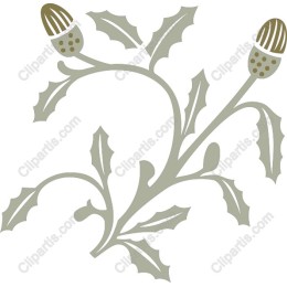 Holly Plant