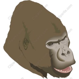 Gorilla Head