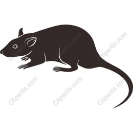 Sleek Rodent