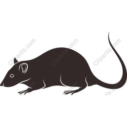 Elegant Rat
