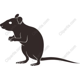 Playful Rat
