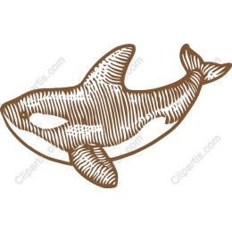 Elegant Orca