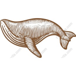 Majestic Humpback Whale