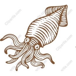 Elegant Squid