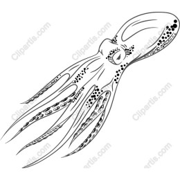 Elegant Octopus