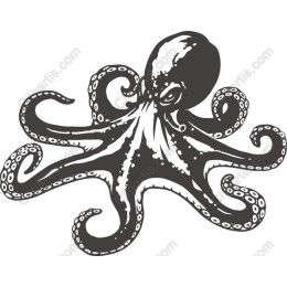 Elegant Octopus