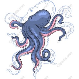 Elegant Octopus