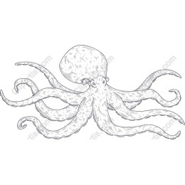 Elegant Octopus