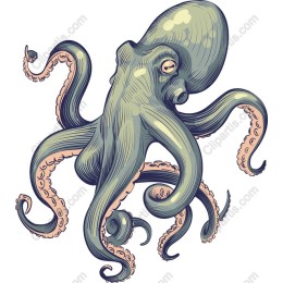 Elegant Octopus