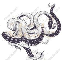 Mesmerizing Octopus