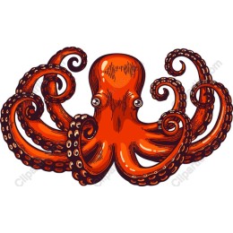 Vibrant Orange Octopus
