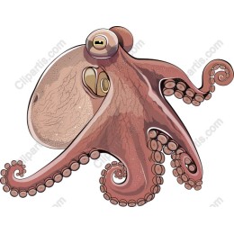 Captivating Octopus