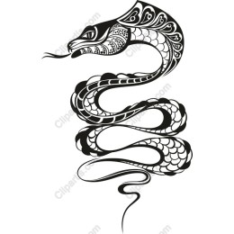 Elegant Black and White Snake