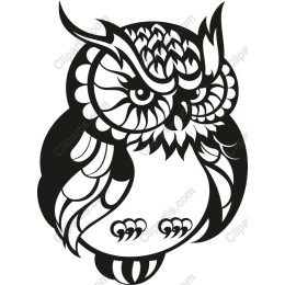 Elegant Owl