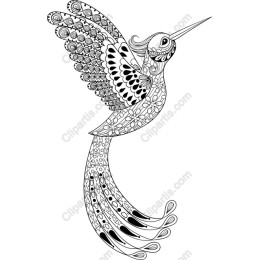 Elegant Hummingbird