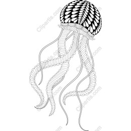 Elegant Jellyfish