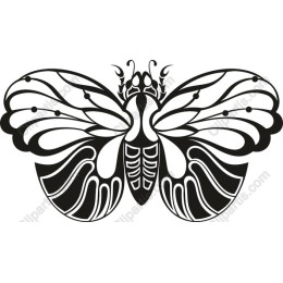 Elegant Butterfly