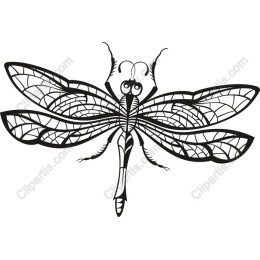 Elegant Dragonfly