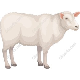 Fluffy Sheep