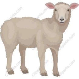 Charming Sheep
