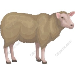 Charming Sheep
