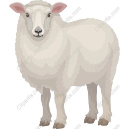 Adorable Sheep