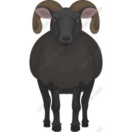 Majestic Black Ram
