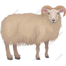 Charming Sheep