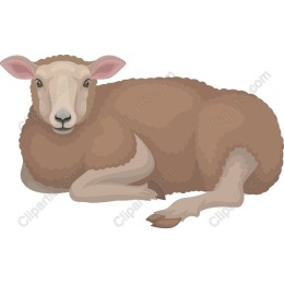 Charming Sheep