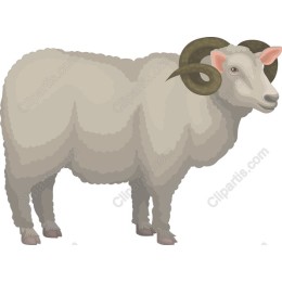 Charming Sheep