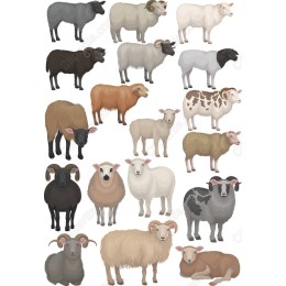 Farm Sheep Collection