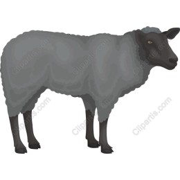 Black Sheep