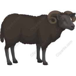 Black Ram