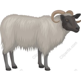 Charming Sheep