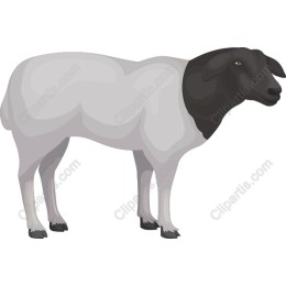 Premium Black-Faced Sheep