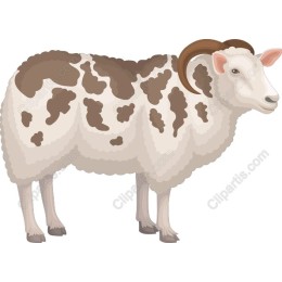 Charming Sheep