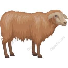 Fluffy Sheep