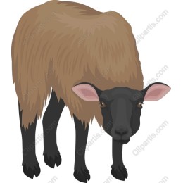 Charming Sheep