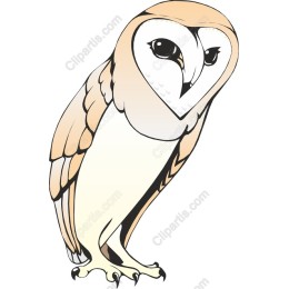Barn Owl - Nature's Elegance