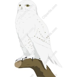 Elegant White Owl