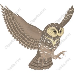 Majestic Owl in Flight