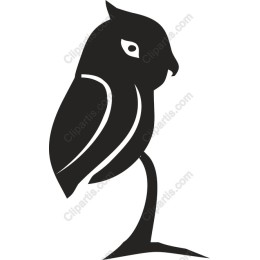 Elegant Owl